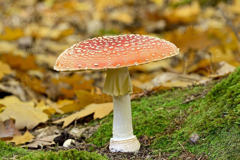 Fly agaric (Amanita muscaria), fruiting body, North Rhine-Westphalia, Germany, Europe