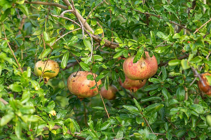 Ripe pomegranates (Punica granatum) on the tree, Genoa, Italy, Europe