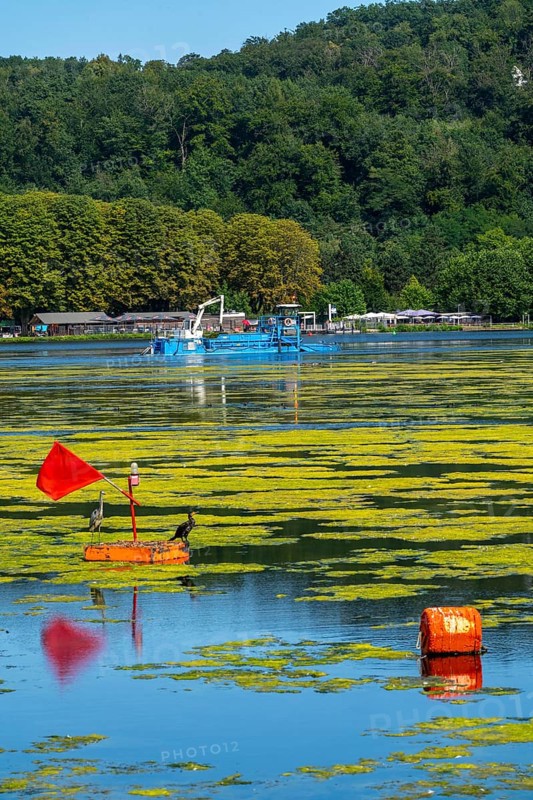 Mowing boat Nimmersatt, of the Ruhrverband, tries to keep the green plant carpet on the Lake Baldeney in Essen, in check, proliferating water plant Elodea, waterweed, an invasive species, the fast-growing water plant proliferates on large parts of the Ruhr reservoir, increased water temperatures accelerate the growth, the leisure boat traffic is severely impaired, Essen, North Rhine-Westphalia, Germany, Europe