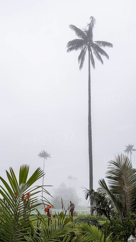 Quindio wax palm (ceroxylon quindiuense), Cocora Valley, Salento, Quindio, Colombia, South America