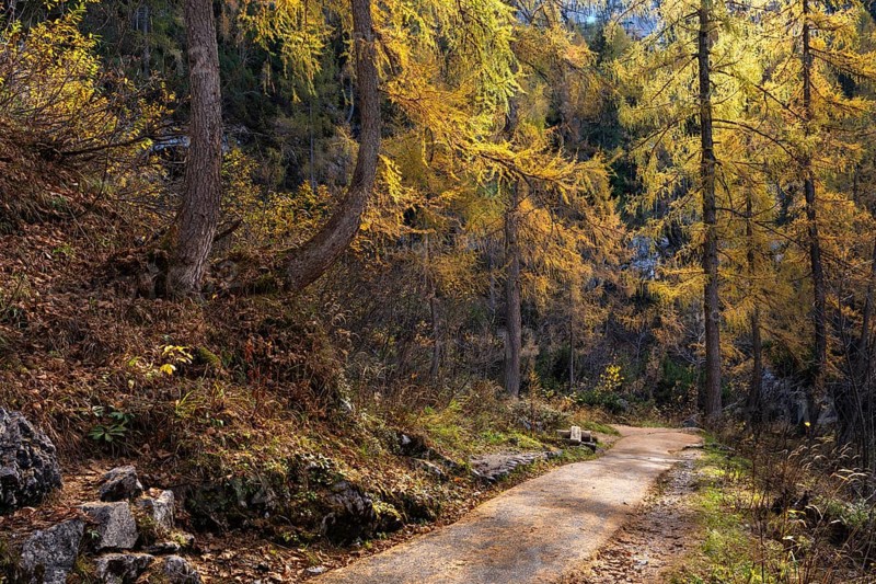 The path to the ice cave in the Dachstein mountains. Yellow larches. Autumn, good weather, backlight. Obertraun, Salzkammergut, Upper Austria, Austria, Europe