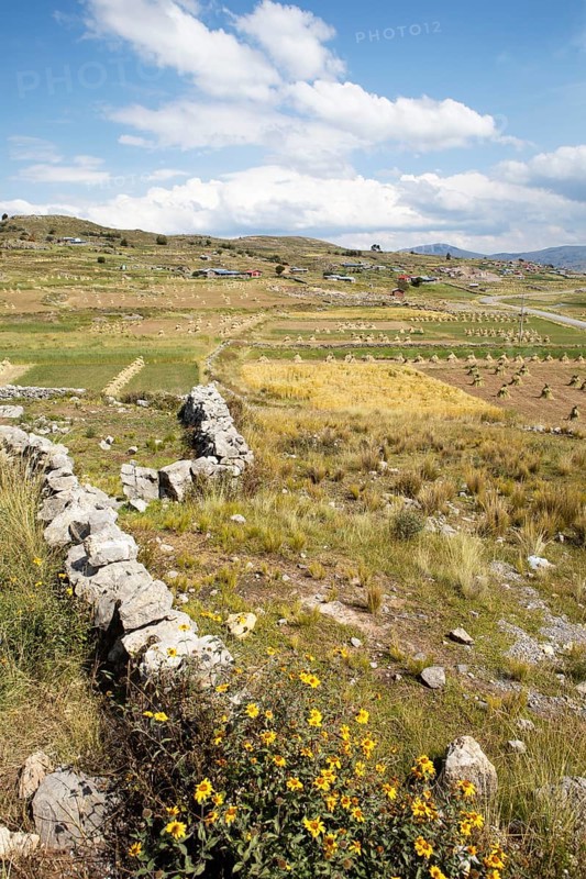 Landscape with dry stone walls and straw sheaves on the Chuicuito peninsula on Lake Titicaca, Puno province, Peru, South America