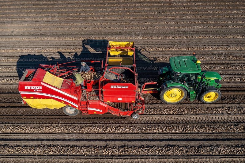 Potato harvesting, so-called split harvesting method, first the tubers are taken out of the ground with a row planter, then, after a short drying phase, collected with a bunker harvester and loaded, North Rhine-Westphalia, Germany, Europe