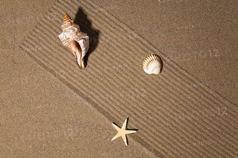 Starfish and shell in the sand, North Sea coast, Lower Saxony, Federal Republic of Germany