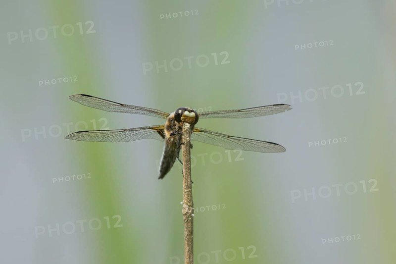 Four spotted chaser dragonfly (Libellula quadrimaculata) adult insect resting on a plant stem, Suffolk, England, United Kingdom, Europe