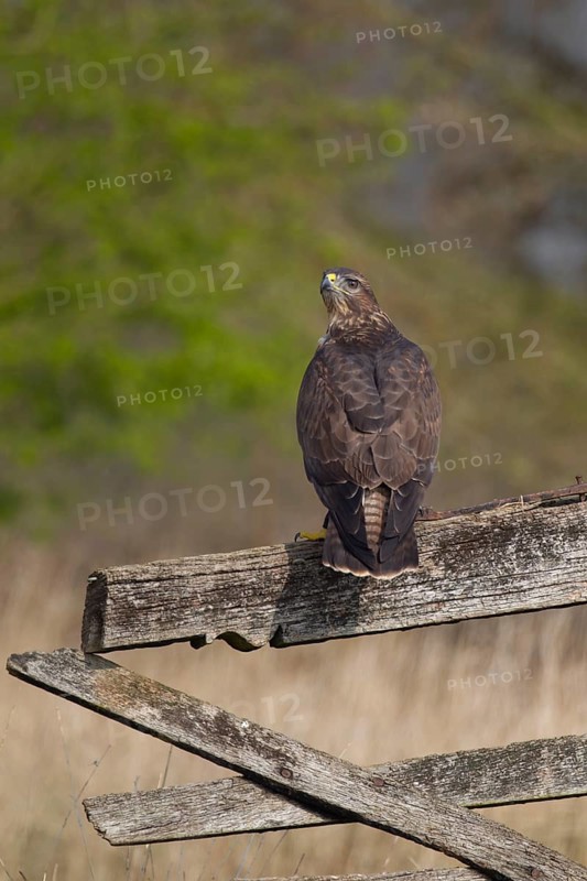 Common buzzard (Buteo buteo) adult bird on a fence post, England, United Kingdom, Europe