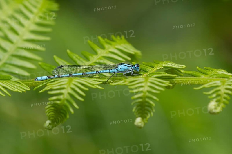 Common blue damselfly (Enallagma cyathigerum) adult insect resting on a Bracken leaf, Suffolk, England, United Kingdom, Europe