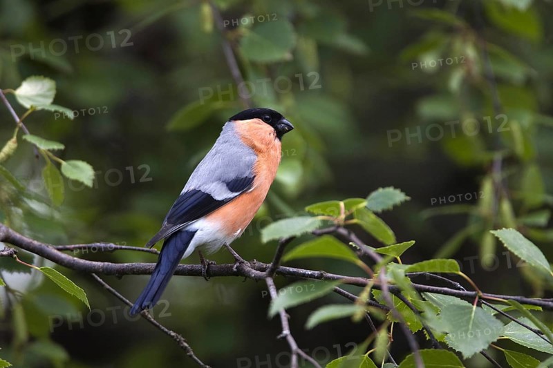 Bullfinch, bullfinch, (Pyrrhula pyrrhula), male, Bavaria, Federal Republic of Germany
