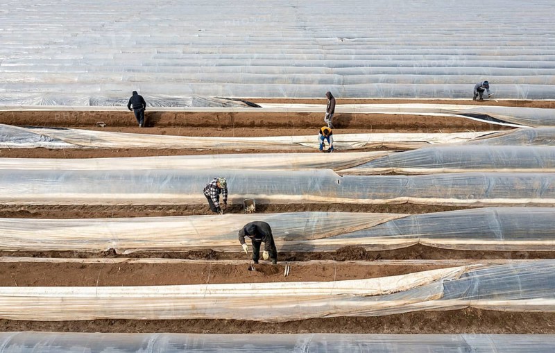 Asparagus harvest in the Rhineland, asparagus pickers at work in an asparagus field covered with plastic sheeting to allow the asparagus to grow better in the cold spring, Dormagen-Broich, North Rhine-Westphalia, Germany, Europe