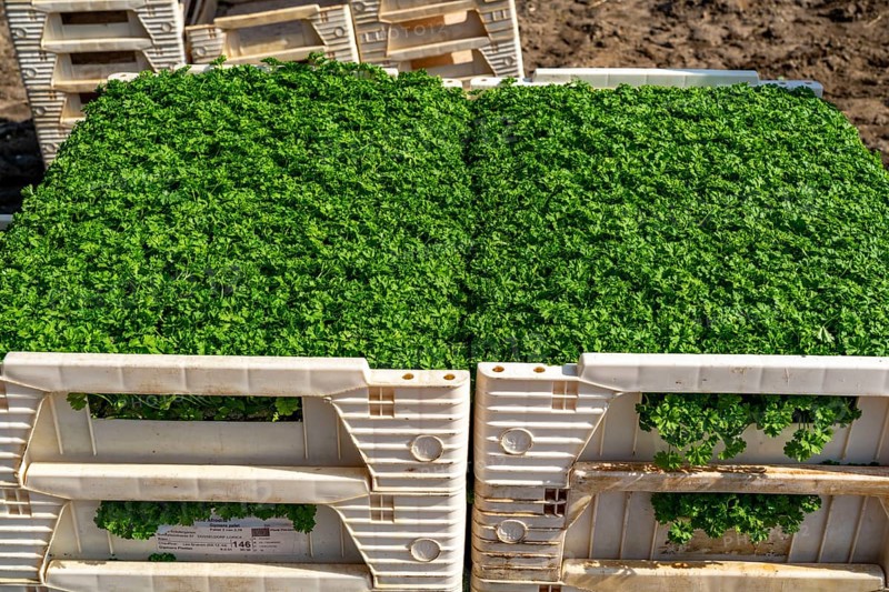 Agriculture, herb gardening, parsley plants, in a field, with a planting machine, in rows, planted, young plants in boxes