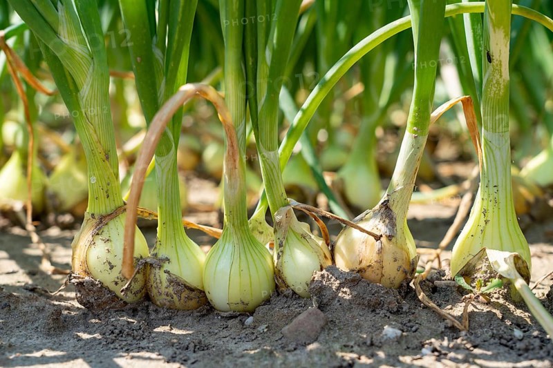 Agriculture, field with onions, Niederkrüchten, North Rhine-Westphalia, Germany, Europe