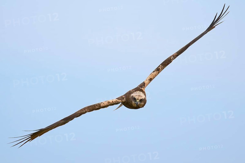 Western marsh-harrier (Circus aeruginosus) male in flight, Lower Saxony, Germany, Europe