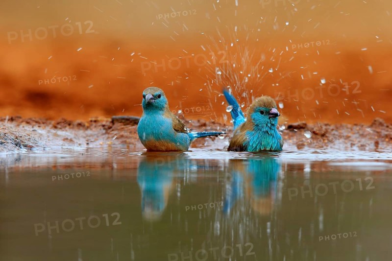 Angolan butterfly finch (Uraeginthus angolensis), blue-eared butterfly finch, adult, two birds, at the water, bathing, Kruger National Park, Kruger National Park, Krugerpark, South Africa, Africa