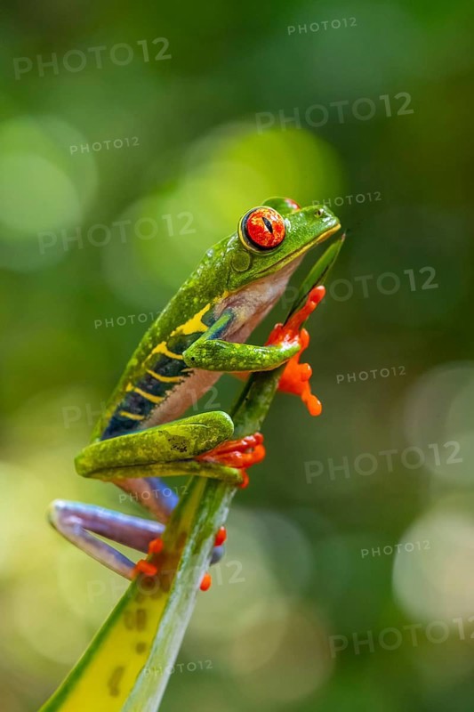 Red-eyed tree frog (Agalychnis callidryas), sitting on a leaf, Heredia province, Costa Rica, Central America