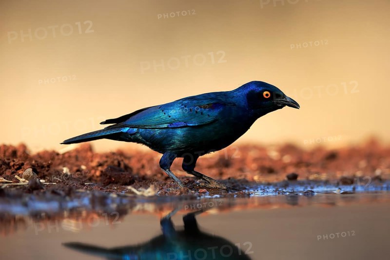 Red-shouldered Glossy Starling (Lamprotornis nitens), adult, at the water, alert, Kruger National Park, Kruger National Park, Kruger National Park South Africa