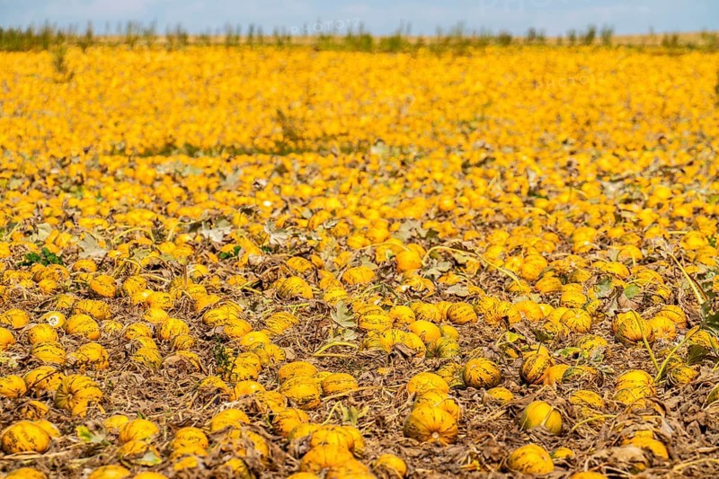 Field with Styrian oil pumpkins, partly dried up due to the drought in summer 2020, on the Lower Rhine near Uedem, North Rhine-Westphalia, Germany, Europe