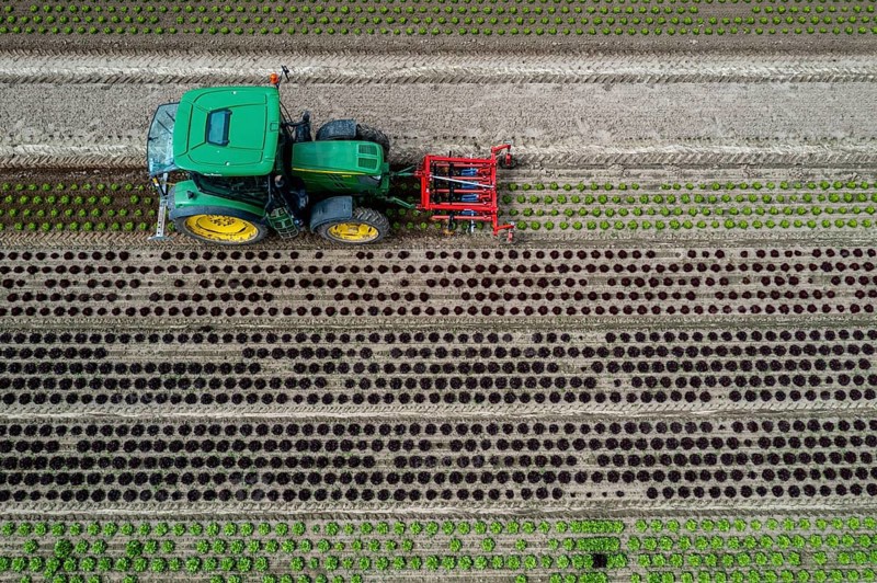 Farmer working a field with different heads of lettuce, in different stages of growth, weeds are mechanically removed between the lettuces, North Rhine-Westphalia, Germany, Europe