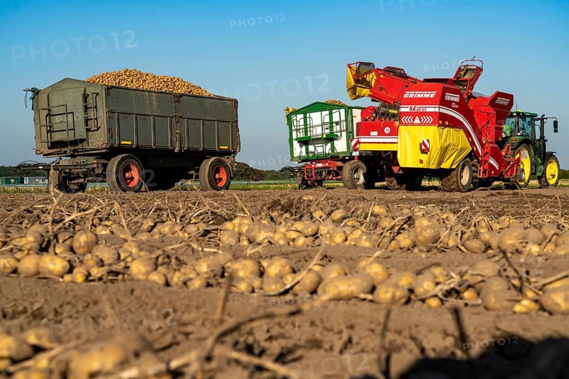 Potato harvesting, so-called split harvesting method, first the tubers are taken out of the ground, with a potato harvester, windrowing, Potato harvesting, so-called split harvesting method, first the tubers are taken out of the ground, with a row layer, then, after a short drying phase, collected with a bunker harvester and loaded, North Rhine-Westphalia, Germany, Europe
