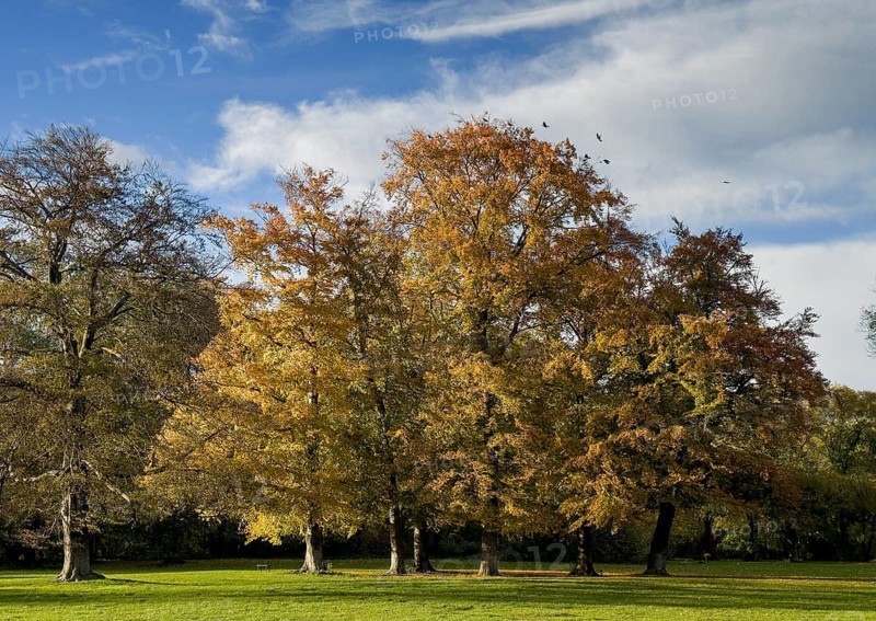 English Garden in autumn, dynamic cloud structure, Munich, Bavaria, Germany, Europe