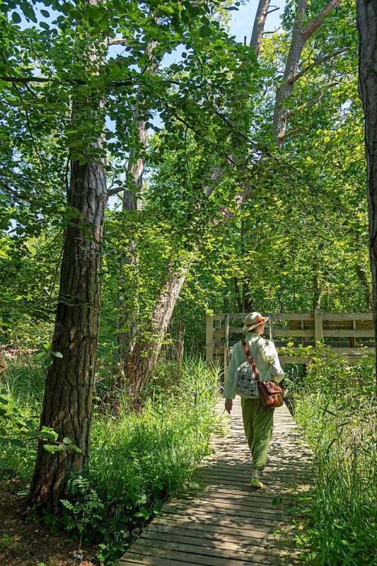 Wooden footbridge, trees, viewing platform, woman, circular hiking trail, Darßer Ort, Born a. Darß, Mecklenburg-Western Pomerania, Germany, Europe
