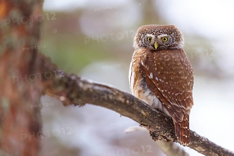 Pygmy owl (Glaucidium passerinum), Luce, Mountain area, Luce, Styria, Slovenia, Europe