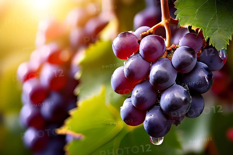 Harvest ready grape bunches with water droplets sparkling in the sunlight, AI generated