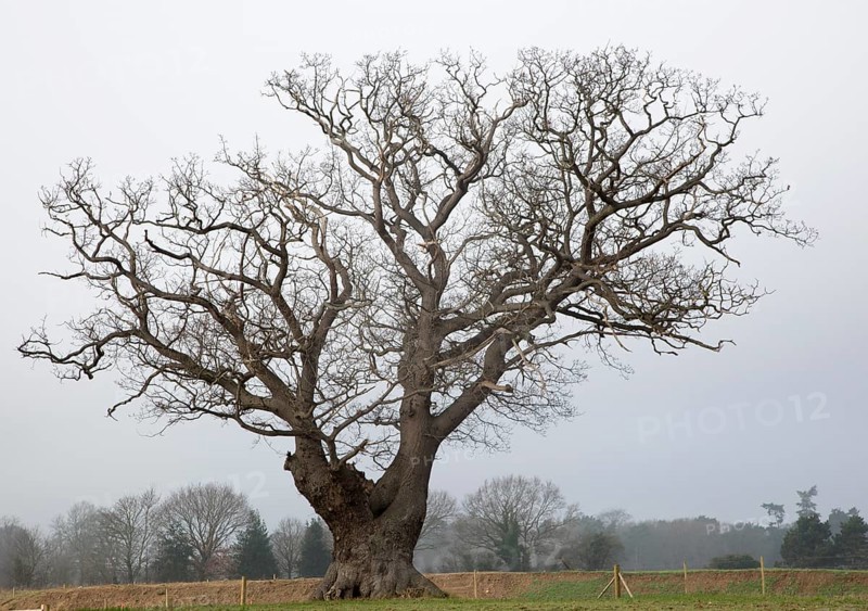 Single leafless oak tree in winter standing in field against grey overcast sky, Martlesham, Suffolk, England, UK