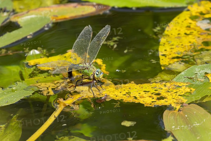 Emperor dragonfly (Anax imperator) adult female insect laying its eggs in the water of a pond, Suffolk, England, United Kingdom, Europe