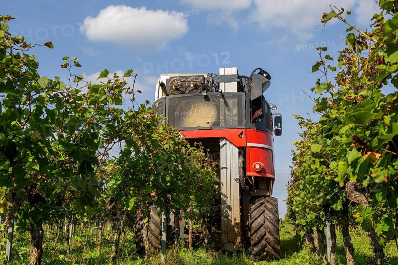 Harvest of Sankt Laurent red wine grapes in the Palatinate