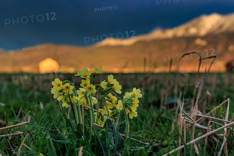 Common cowslip (Primula veris) in a meadow in front of a mountain landscape, storm clouds, thunderstorm, evening light, Loisach-Lake Kochel-Moore, Bavaria, Germany, Europe