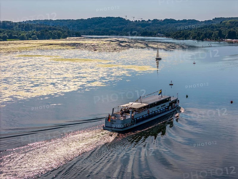 Green carpet of plants on Lake Baldeney in Essen, proliferating aquatic plant Elodea, waterweed, an invasive species, the fast-growing aquatic plant proliferates on large parts of the Ruhr reservoir, increased water temperatures accelerate growth, leisure boat traffic is severely impaired, White Fleet passenger ship, the navigation channel is kept clear, Essen, North Rhine-Westphalia, Germany, Europe