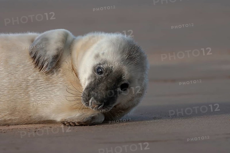 Atlantic grey seal (Halichoerus grypus) juvenile baby pup animal resting on a sandy beach, England, United Kingdom, Europe