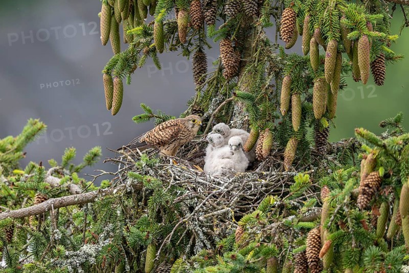 Common kestrel (Falco tinnunculus), female adult bird with young birds not yet ready to fly in the nest, Rhineland-Palatinate, Germany, Europe