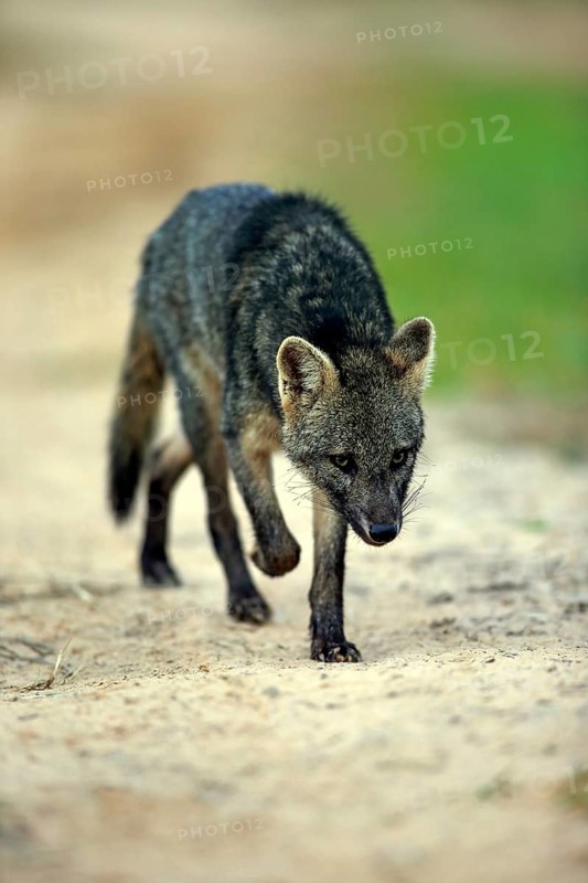 Maikong (Cerdocyon thous), adult, vigilant, stalking, Pantanal, Mato Grosso, Brazil, South America
