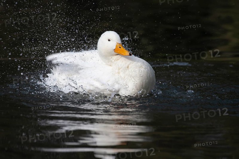 White pekin (Anas platyrhynchos domesticus) duck domesticated farm bird bathing in a lake, England, United Kingdom, Europe