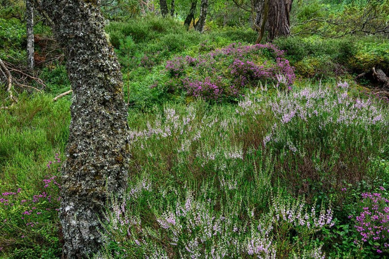 Forest with heath, Aviemore, Scotland, Great Britain