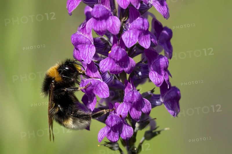 Buff tailed bumble bee (Bombus terrestris) adult insect feeding on a garden Toadflax flower in the summer, Suffolk, England, United Kingdom, Europe