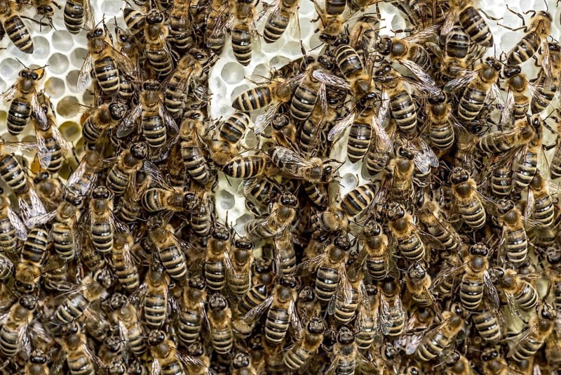 Bee colony, many bees, Western or European honey bee (Apis mellifera), wild construction of natural honeycomb outside of beehive, beeswax, fresh, white, honeycomb, Nidda, Wetterau, Hesse, Germany, Europe