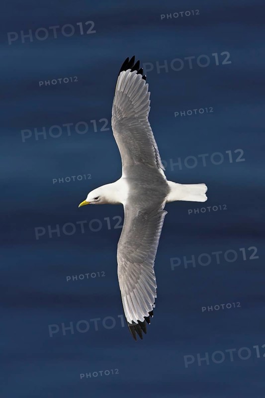 Kittiwake, flight photo, Heligoland Island, (Rissa tridactyla), Heligoland, Heligoland Island, Schleswig-Holstein, Federal Republic of Germany