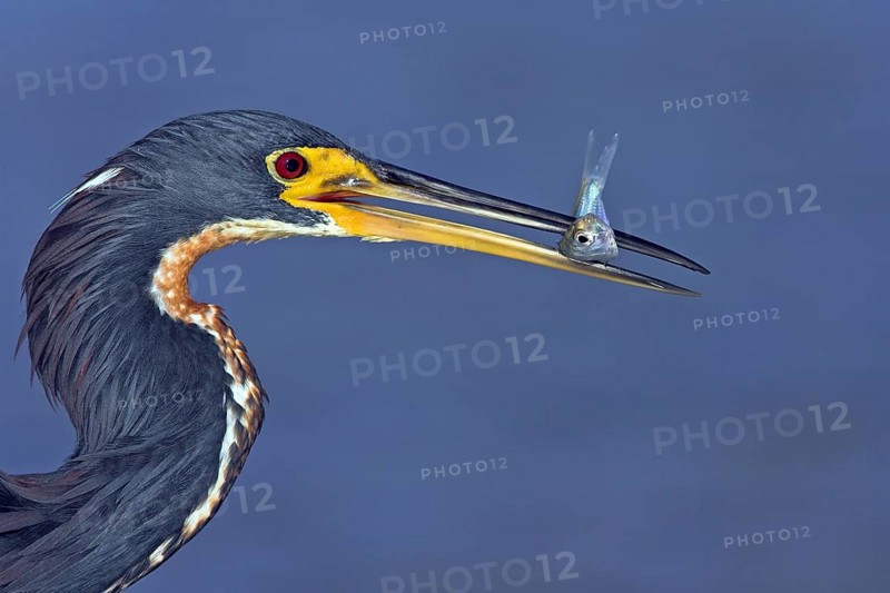 Tricolored heron (Egretta tricolor), foraging, Little Estero Lagoon, Sanibel Island, Florida, USA, North America