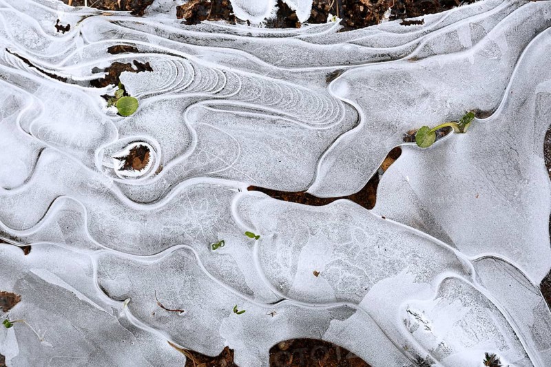 Winter flood 2024 on the rivers Elbe and Mulde with flooding of the meadows, close-up of ice structures on the meadows due to flooding in winter, bizarre ice formations, Middle Elbe Biosphere Reserve, Dessau-Roßlau, Saxony-Anhalt, Germany, Europe