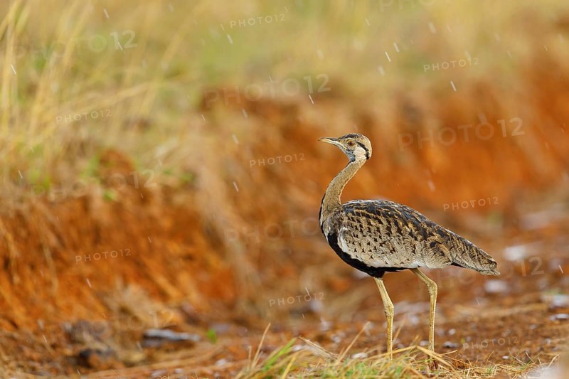 Black-bellied bustard, (Eupodotis melanogaster), Ithala Game Reserve, Louwsburg, KwaZulu-Natal, South Africa, Africa