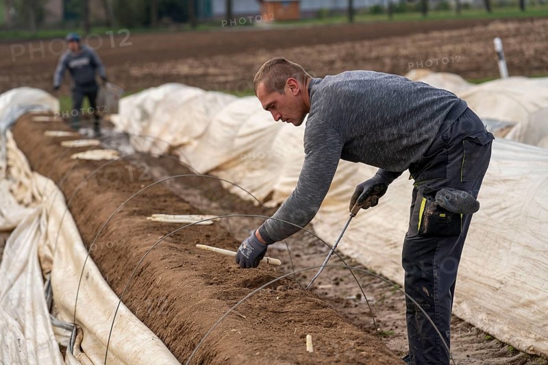Asparagus harvest in the Rhineland, asparagus pickers at work in an asparagus field covered with plastic sheeting to allow the asparagus to grow better in the cold spring, Dormagen-Broich, North Rhine-Westphalia, Germany, Europe