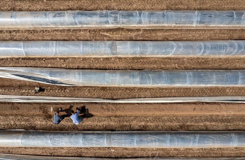 Asparagus harvest in the Rhineland, asparagus pickers at work in an asparagus field covered with plastic sheeting to allow the asparagus to grow better in the cold spring, Dormagen-Broich, North Rhine-Westphalia, Germany, Europe