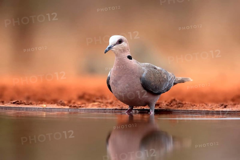 Red-eyed dove (Streptopelia semitorquata), Red-eyed Dove adult, at the water, Kruger National Park, Kruger National Park, Krugerpark, South Africa, Africa