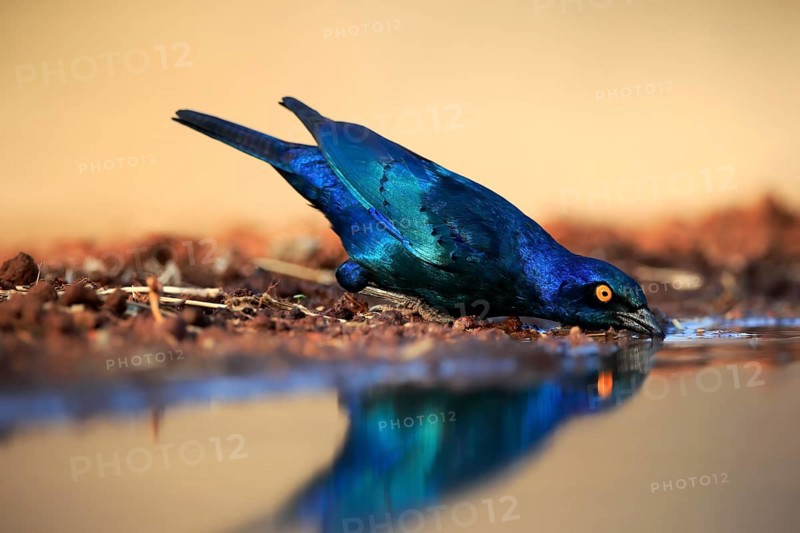 Red-shouldered Glossy Starling (Lamprotornis nitens), adult, at the water, drinking, Kruger National Park, Kruger National Park, Kruger National Park South Africa