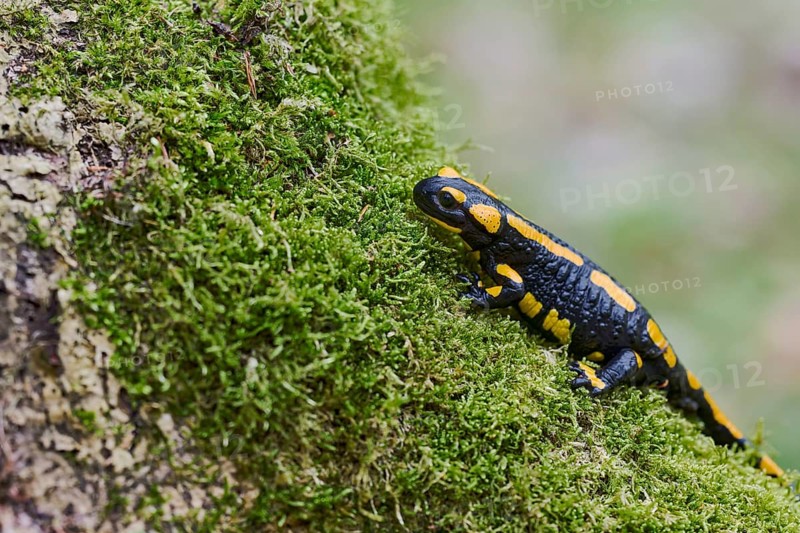 Fire salamander (Salamandra salamandra), Lower Saxony, Germany, Europe