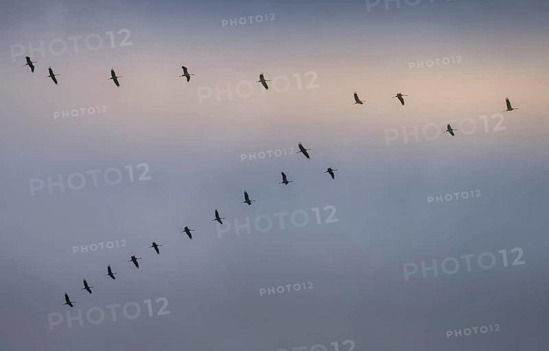 Cranes in the sky over Linum, Brandenburg, Germany, Europe