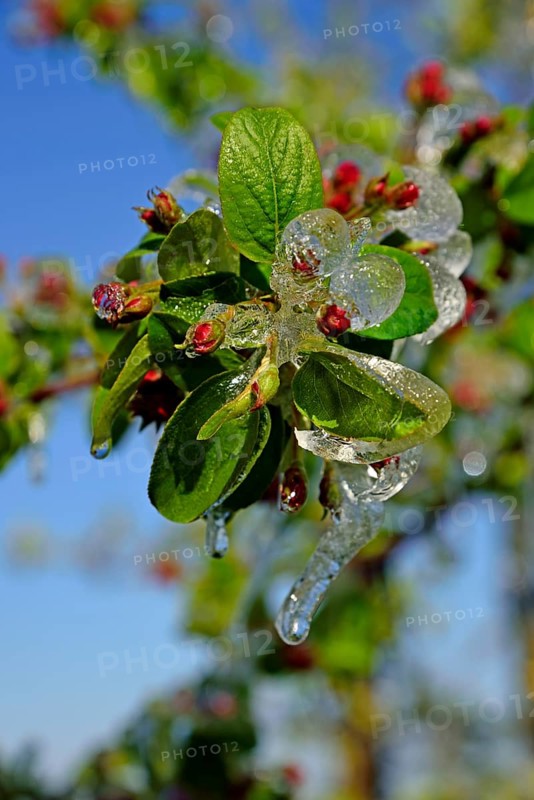 Europe, Germany, Hamburg metropolitan region, Altes Land near Hamburg, fruit growing, irrigation during frost, blossom protection, apple tree, Hamburg, Hamburg, Federal Republic of Germany, Europe