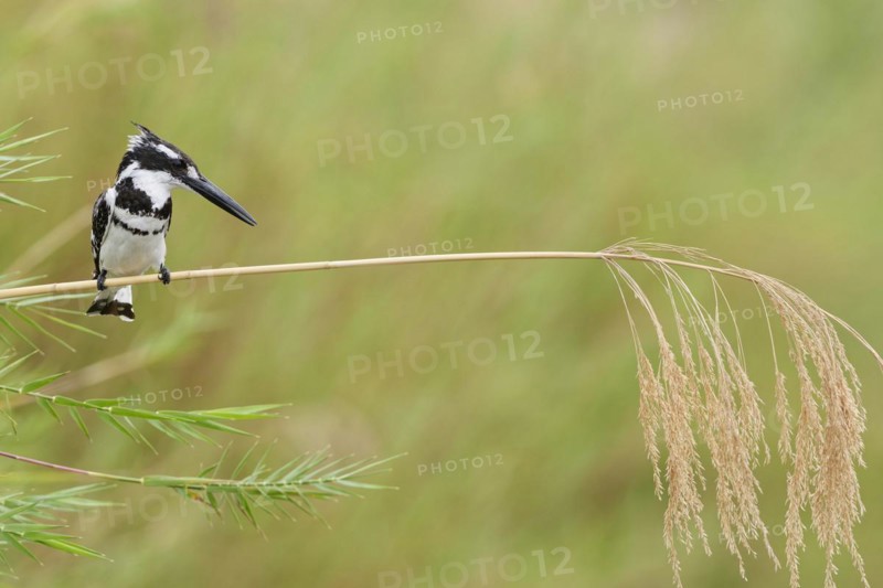 Pied kingfisher (Ceryle rudis), male, perched on a reed stem, overlooking the Olifants River, on the lookout, Kruger National Park, South Africa, Africa